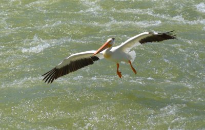Pelican7024.jpg