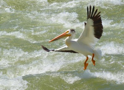 Pelican7027.jpg