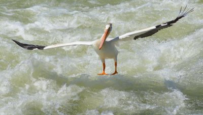 Pelican7039.jpg