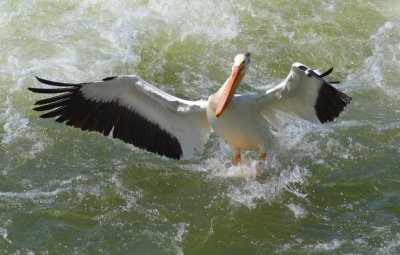 Pelican7040.jpg