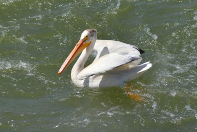 Pelican7043.jpg