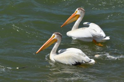 Pelican7058.jpg