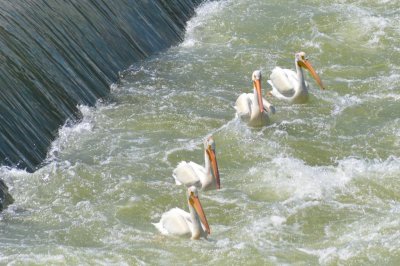 Pelican7071.jpg