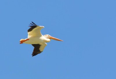 Pelican7205.jpg
