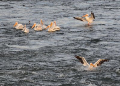 Pelicans0963.jpg