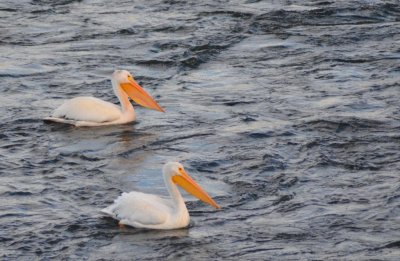 Pelicans0971.jpg