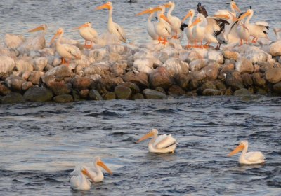 Pelicans0973.jpg