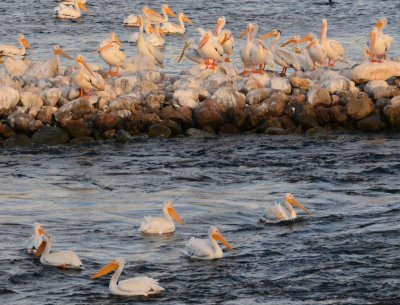 Pelicans0975.jpg