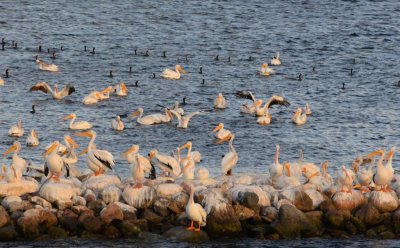 Pelicans0979.jpg