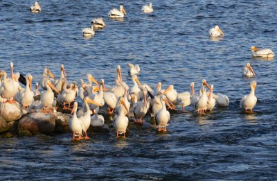 Pelicans0991.jpg