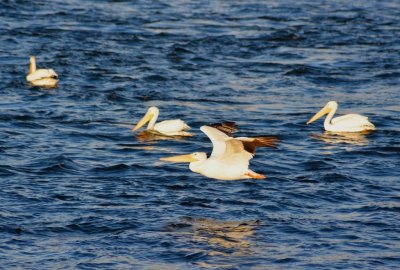 Pelicans1022.jpg