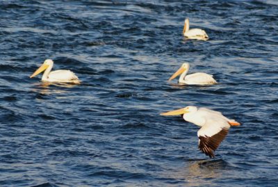 Pelicans1027.jpg