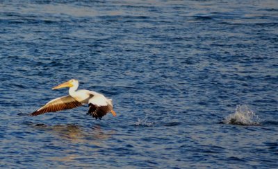 Pelicans1034.jpg