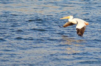 Pelicans1036.jpg