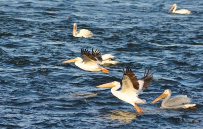 Pelicans1050.jpg