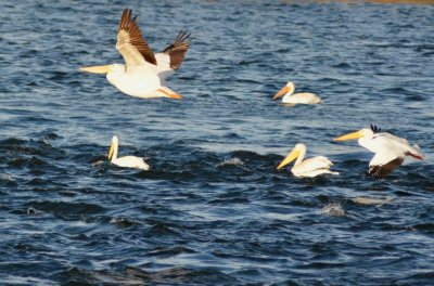 Pelicans1070.jpg
