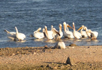 Pelicans1072.jpg