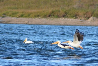 Pelicans1087.jpg