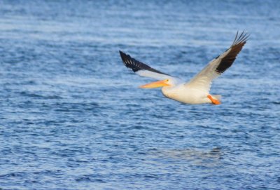 Pelicans1090.jpg
