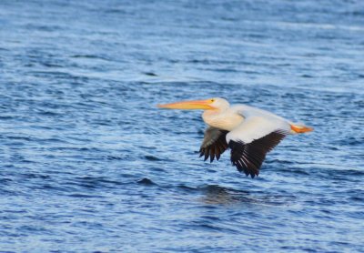 Pelicans1093.jpg