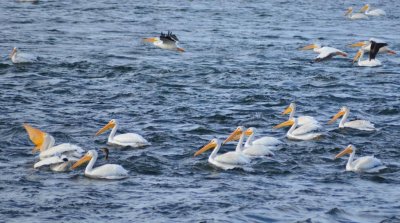 Pelicans1224.jpg