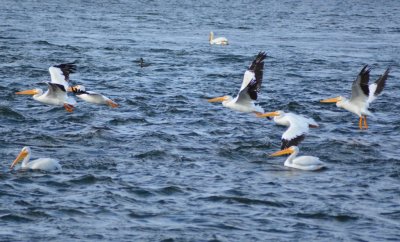 Pelicans1241.jpg