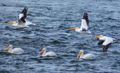 Pelicans1243.jpg