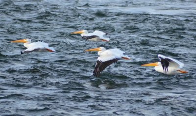 Pelicans1250.jpg