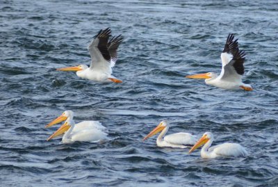 Pelicans1253.jpg