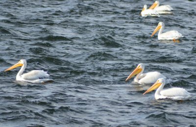 Pelicans in Saskatchewan 2013