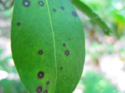Phyllosticta kalmicola