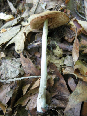Entoloma strictius