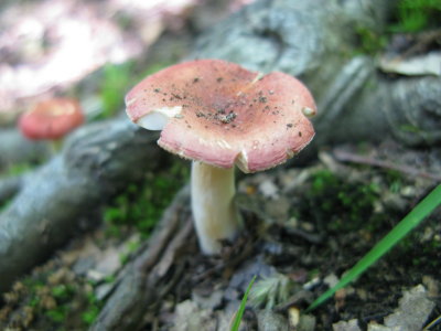 russula