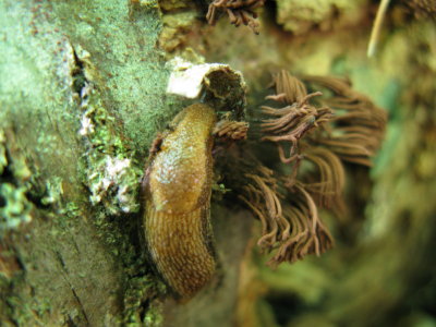 stemonitis