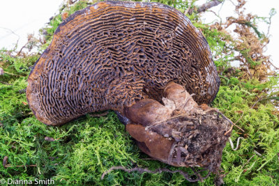 Coltricia montagnei (var. greenei)