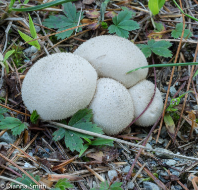 Lycoperdon perlatum