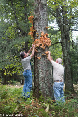 Michael and Roger collecting seveal pounds of Laetiporus sulphureus