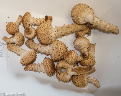 Pholiota squarrosa