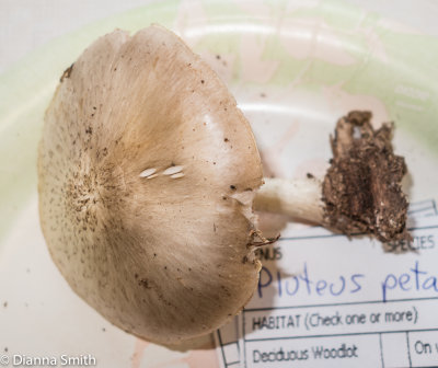 Pluteus petasatus