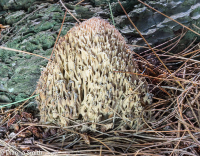 Ramaria stricta