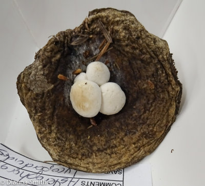 Asterophora lycoperdoides 