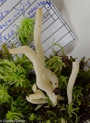 Clavaria fragilis (Clavaria vermiculosus) 