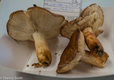 Lactarius mutabilis