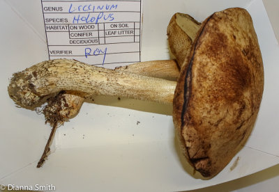 Leccinum holopus 