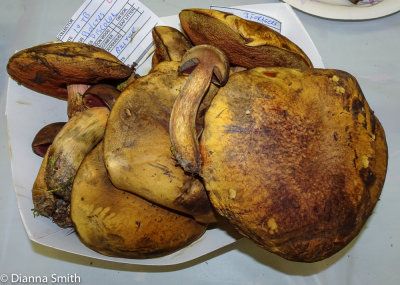 Neoboletus luridiformis (Boletus discolor) 