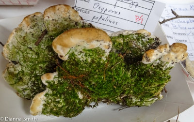 Oxyporus populinus 