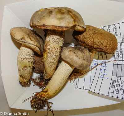 Retiboletus griseus 