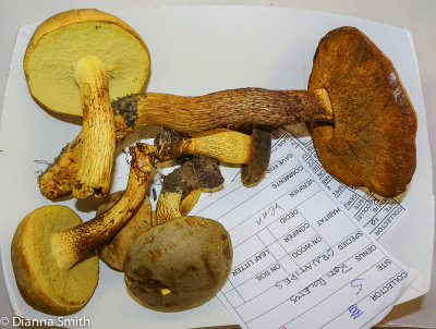 Retiboletus ornatipes 