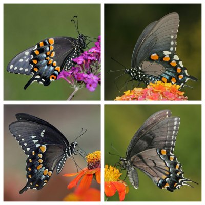 Dark Swallowtails, ULC-black Swallowtail, URC-Pipevine, LLC-Spicebush, LRC-Tiger Dark Form