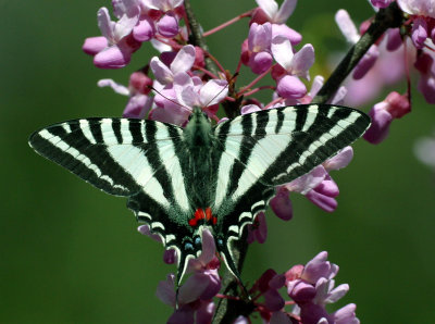 Zebra Swallowtail on Redbud